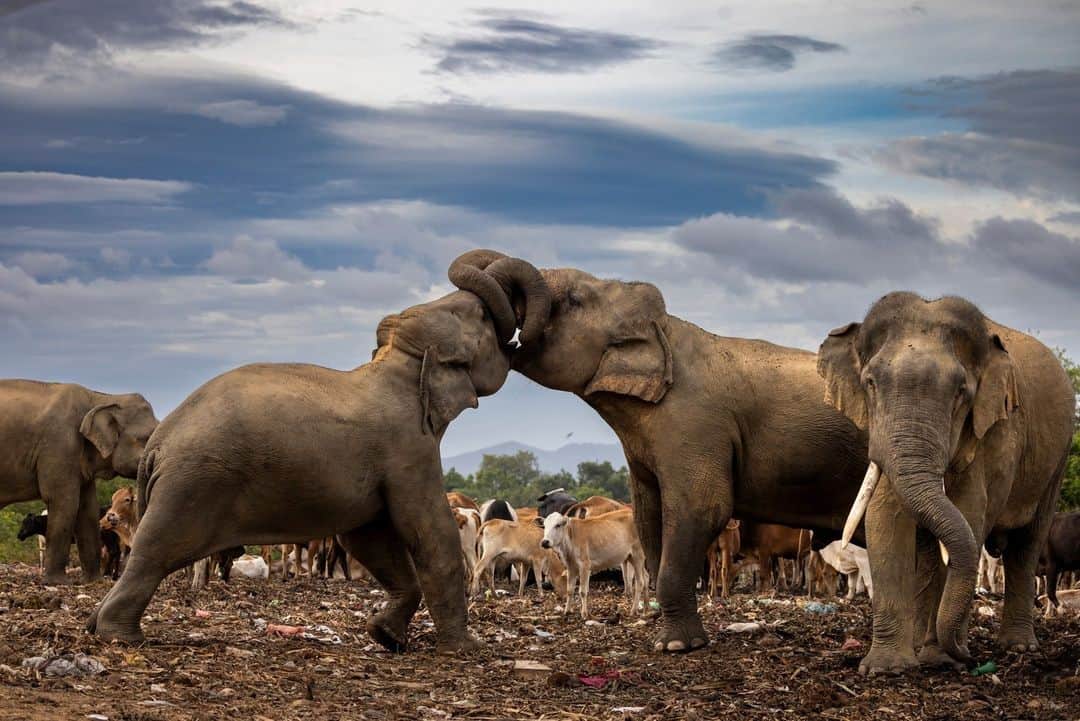 のインスタグラム：「Photos by @brentstirton | The key to the future of Asian elephants is understanding their behavior and evolving our responses.   1. Two male elephants intertwine trunks in what is thought to be a bonding ritual. Touch is an important part of acceptance and friendship for elephants.   2. Wild elephants graze on the slopes of a tea estate in Valparai, India. The estate in elephant territory was cleared in the 1800s with no thought for the animals. Today the elephants are still there, and when they appear, the workers leave.   3. An elephant walks solo on the beach in Yala National Park, Sri Lanka. Rangers say he does this regularly, often in the moonlight.   4. Elephant calves learn by imitation; here they’re mastering the art of throwing soil over their bodies. The dirt protects their skin from sun and insects.   5. A distressed female elephant visits a baby that died days earlier. At first touch, she backed off, but then she lingered. It was only when another juvenile elephant touched her repeatedly that she walked slowly away.   6. An adult female pushes a calf into a water hole in Yala National Park. Observers say the calf lost its mother a month earlier. It was trying to join this small herd for survival, but the adult kept trying to drive the youngster away as part of her own survival strategy.   7. Thai elephants interact with steel puzzle boxes that contain fruit. To access the fruit, the elephants must open three different doors. This study, by Hunter College in New York City, tries to understand how individual elephants think.   8. A female elephant in Sri Lanka escorts multiple calves and juveniles, a strategy that seems to allow mothers to take a break and share the load.   9. A male elephant takes a nap inside a Valparai tea estate.   10. The alpha in a group of male elephants kicks away a new male seeking acceptance. The younger one is likely looking for safety in numbers in areas outside reserves.  For more, go to the link in bio. #SaveTheElephantDay」