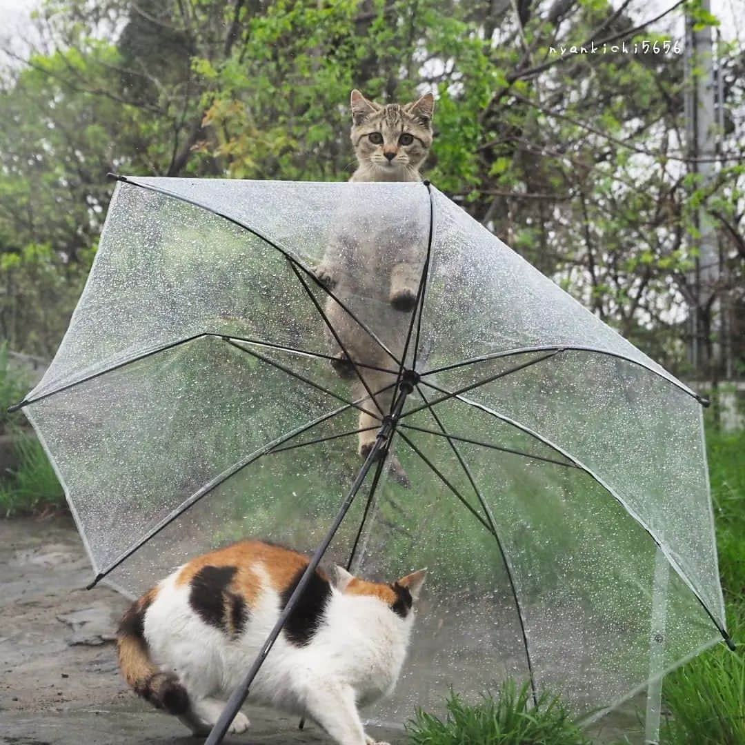 路地裏のにゃん吉のインスタグラム：「雨でもニャー！  CAMERA ︰OMD-EM1mark Ⅱ LENZ︰M.ZUIKO DIGITAL ED 12-100mm F4.0 IS PRO   #のらねこ部 すず #om_system_jp #om写真投稿 #桜 #猫部#nekoclub#แมว#icu_japan #igersjp#猫 #にゃんすたぐらむ#ig_light #cats#ファインダー越しの私の世界 #catsofinstagram #gatto#catloversclub#bnw_catalonia  #東京カメラ部#icu_japan#cute #catstagram#広がり同盟 #bestcatclub #gallery_legit #写真を止めるな#love_bestjapan #lovers_nippon  #team_jp #고양이#にゃんすたぐらむ #art_of_japan」