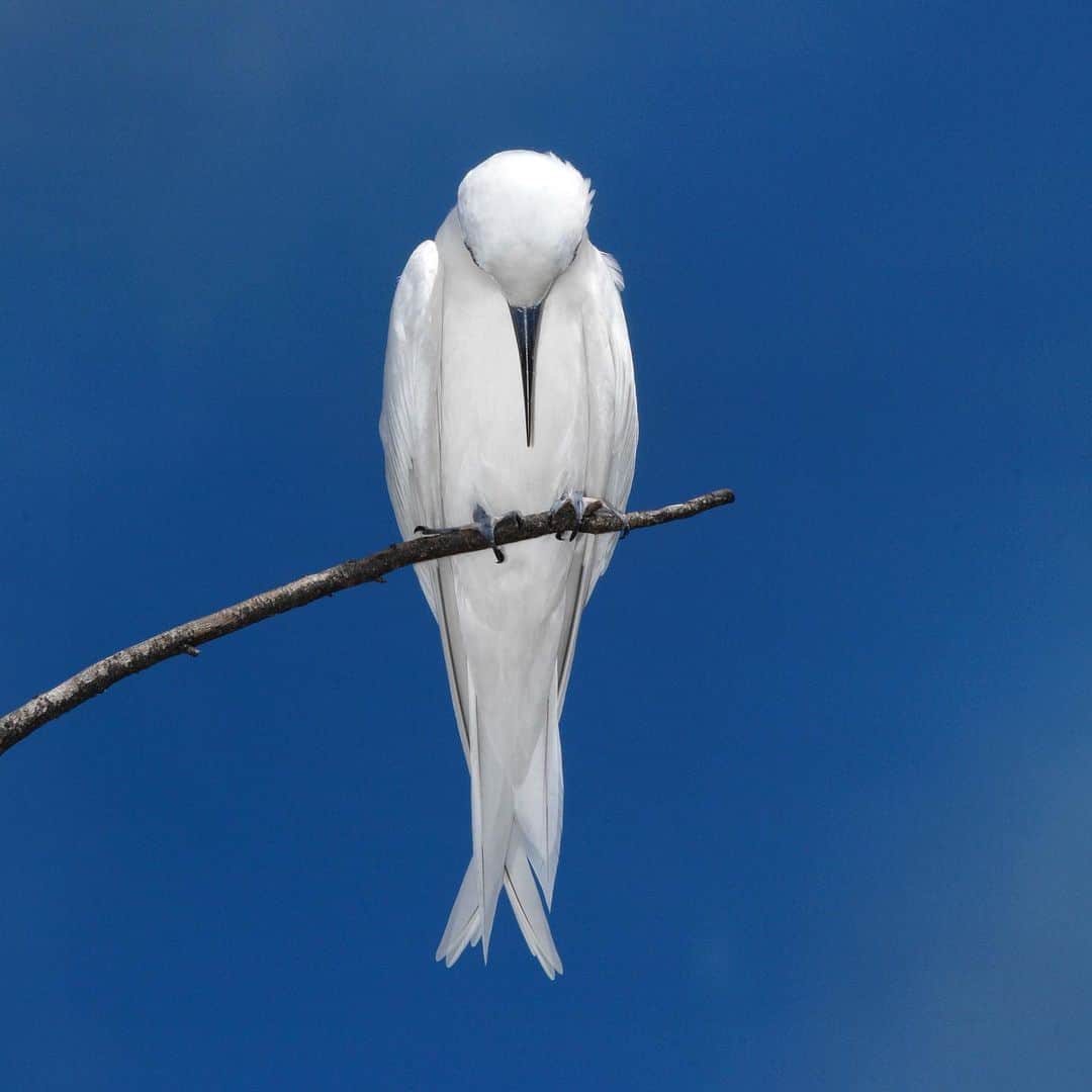 Thomas Peschakのインスタグラム：「I present to you the #angel like White tern, the world’s only tree nesting seabird that does not build an actual nest. The egg is laid onto a bare branch and the chick hatches in the most precarious position imaginable. This species is also sometimes called a fairy tern and I think Charles Darwin himself explained best why: “ It is a small, snow-white tern, which smoothly hovers at the distance of a few feet above one’s head, its large black eye scanning, with quiet curiosity, your expression. Little imagination is required to fancy that so light and delicate a body must be tenanted by some wandering fairy spirit." Photographed on incredible Bird island in the #Seychelles where @birdisland_seychelles manages this jewel with both #conservation and sustainable tourism in mind. #birdsofinstagram #birds #seychelles #birdphotography #nikonambassador @niconeurope」