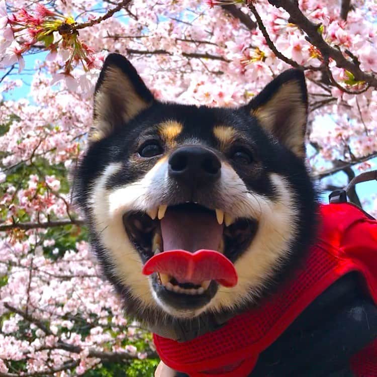 まめ丸のインスタグラム：「* * 今週末もお天気わるかったから あかるいお花の写真を🐶❣️  花よりだんご🍡派のぼくだけど 桜🌸はすきなんだ🐶💓 また来年お花見したいなー❣️  明日からまたがんばろーね🐶🌸 * cherryblossom🐶💓🌸🌸 * #桜ってたべられるってきいたけど #ほんとなのかな🐶💓 #じゅるり * #柴犬#豆柴#柴#黒柴#犬#shiba#shibainu#shibastagram#shibadog#puppylove#puppy#instadog#dogstagram#dog#pet#petstagram#adorable#cute#worldofcutepets#dailyfluff#weeklyfluff#cherryblossom#桜#まめ丸と桜#BLUETTIの桜祭り @bluettijapan」