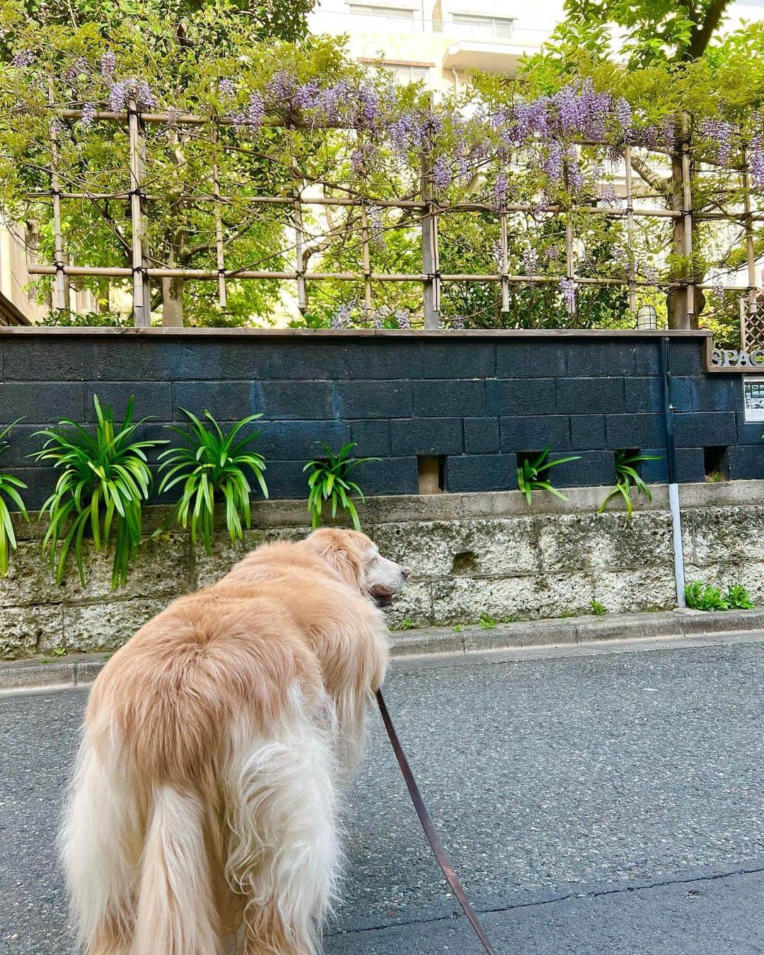 ImotoEtsuyo さんのインスタグラム写真 - (ImotoEtsuyo Instagram)「#こんばんは ・ #愛犬  #ココア と 朝の#散歩  ・  ポカポカ陽気が続いて お散歩も楽しくなるこの季節。 ・ 春の日差しを浴びながら のんびり歩くココアと。  可憐で美しい #藤の花 が 綺麗でした。 ・ #藤  #藤棚  #春 #春の花  #癒し #ゴールデンレトリバー  #goldenretriever  #シニア犬  #13歳」4月16日 22時43分 - bisuhada