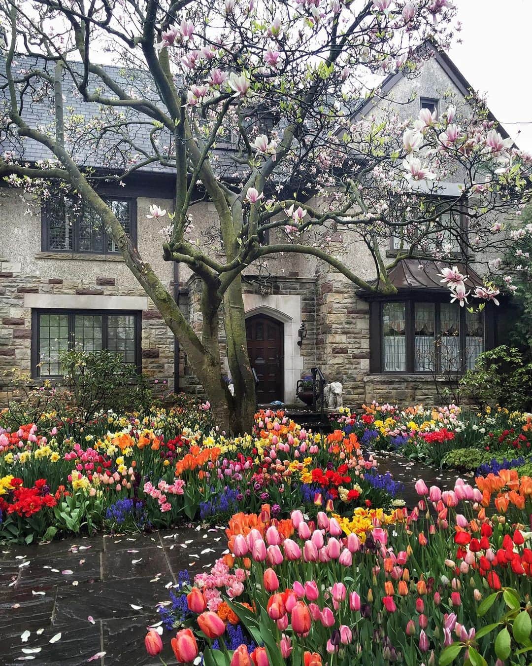 kaelのインスタグラム：「Happy Sunday!  Not so patiently waiting for my favourite garden to bloom.  This picture was taken the year I discovered it 🌷」