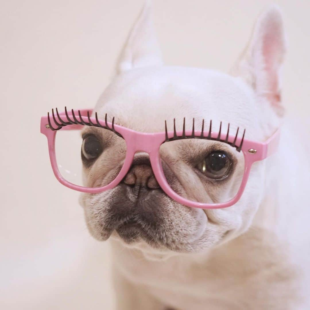 Ham-chanのインスタグラム：「🐶👓懐かしい。  #frenchbulldog #frenchie #hamchan #フレンチブルドッグ #フレブル #はむちゃん」