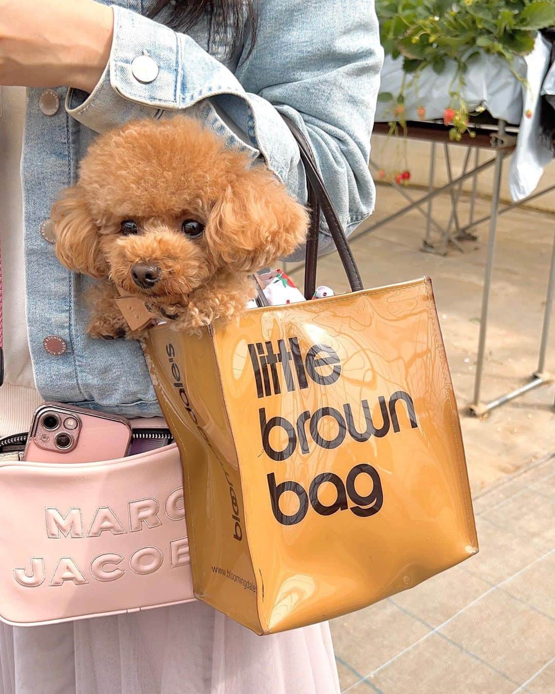 Bloomingdale'sのインスタグラム：「Curing your Sunday Scaries with some cuteness overload 🐶 🥰 @tinaminipoodlexoxo」