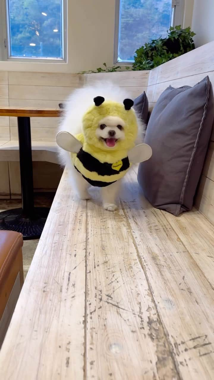 Mochi the Orkyehのインスタグラム：「Springing into spring with my new bee costume 🐝 @pandalooncom」