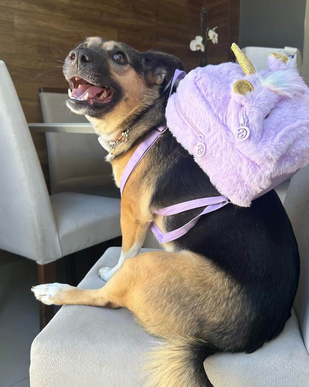 Bobのインスタグラム：「Malas prontas pra viajar 🧳 Duas perguntas, Pra onde vamos?  E o que estou levando na minha mochila?  Vamos ver quem acerta 😃🐾🐾 . @elancopetsbr  @avertsaudeanimal  . #MariaDondoca #viagem #hotelpetfriendly #petfriendly #viralatinhasdoinstagram #ExpediçõesOlaPet」