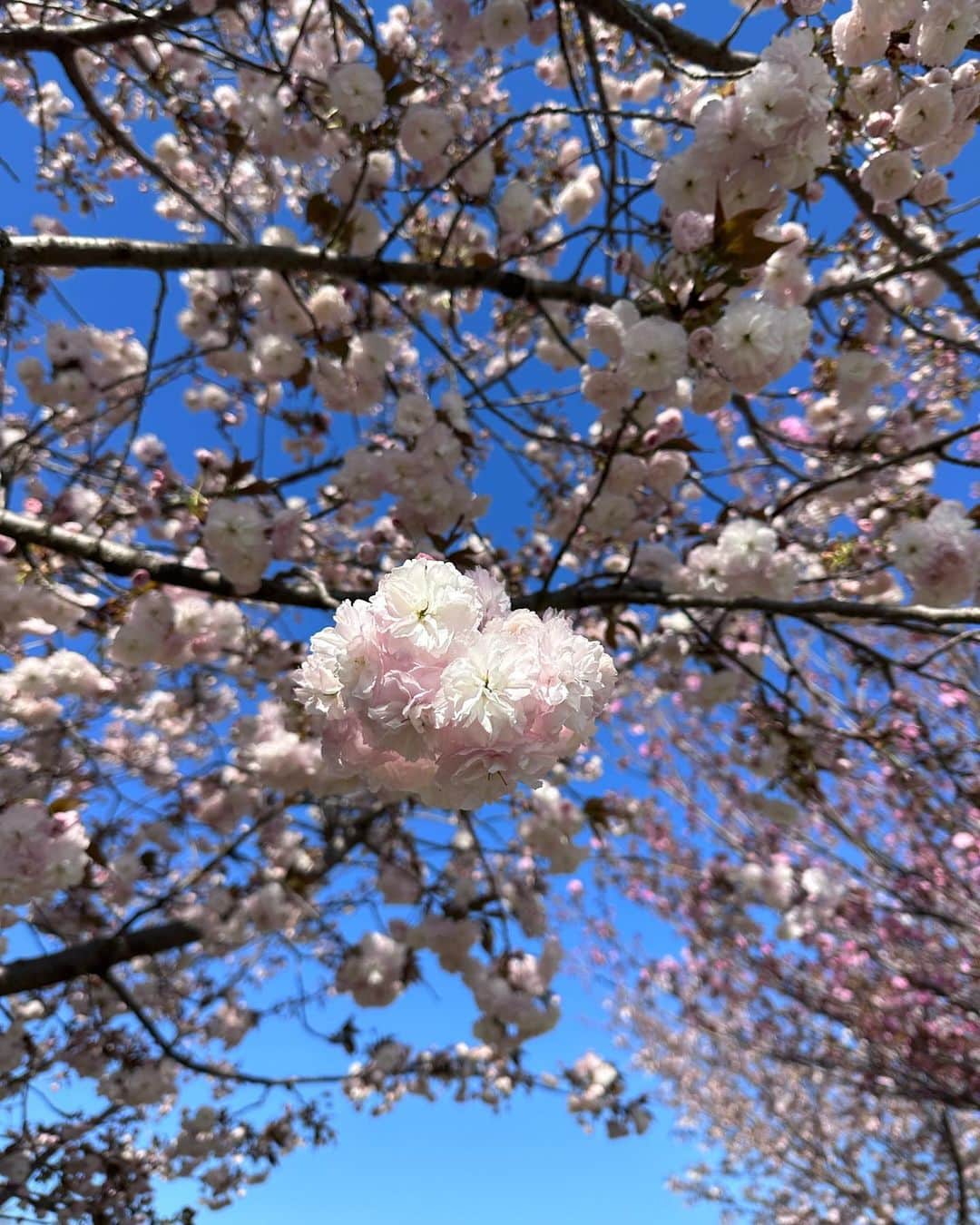 内田彩さんのインスタグラム写真 - (内田彩Instagram)「🌳🌸」4月16日 23時39分 - aya_uchi_da