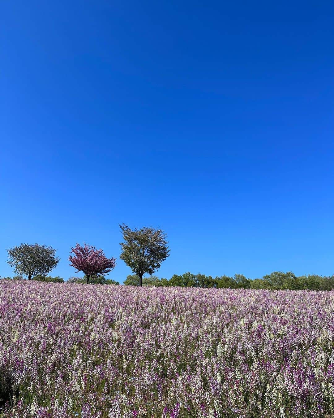 内田彩のインスタグラム：「🌳🌸」