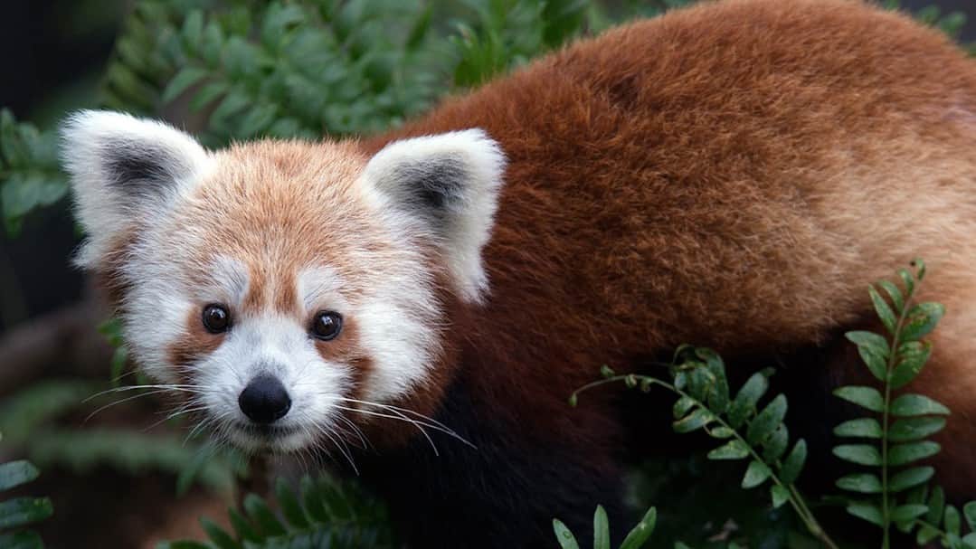 スミソニアン国立動物園のインスタグラム