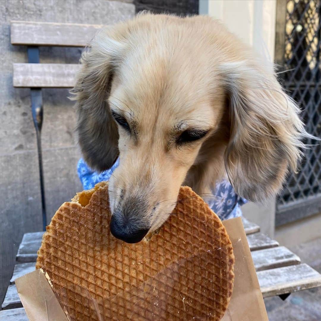 Crusoe the Celebrity Dachshundさんのインスタグラム写真 - (Crusoe the Celebrity DachshundInstagram)「“Hads to try the famous FLOOFWAFEL.. and I even tried to eats Mum’s!” ~ Daphne   #visitnetherlands #stroopwafel #teckel」4月16日 23時54分 - crusoe_dachshund