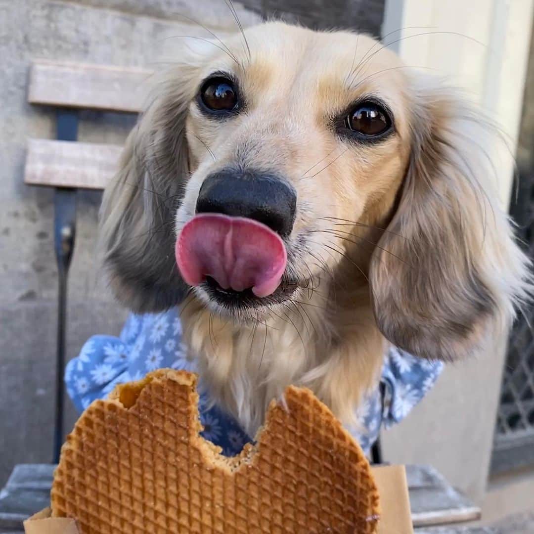Crusoe the Celebrity Dachshundのインスタグラム：「“Hads to try the famous FLOOFWAFEL.. and I even tried to eats Mum’s!” ~ Daphne   #visitnetherlands #stroopwafel #teckel」