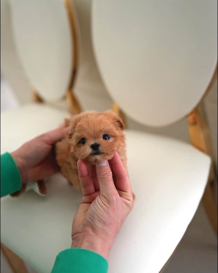 のインスタグラム：「Archie 💕💕 . . We Deliver to Selected Countries, where we can DELIVER SAFELY !! ✈  For Puppy Inquiries, Please Call or Text or WhatsApp +82 10 5427 3971 +1 (678) 631 7877  . For More Details, www.kpups1.com  #maltipoo #maltipoopuppy #maltipoolove #dogmom #dogsitting #dogscorner #doglovers」