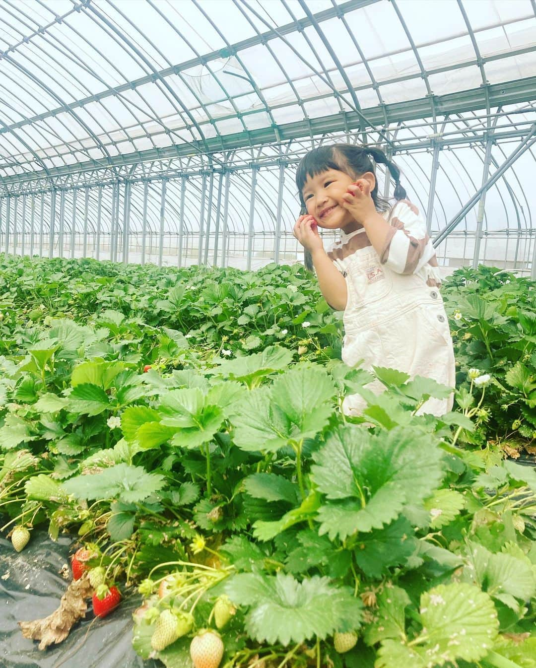 川畑雅秀のインスタグラム：「初めてのいちご狩り🍓🍓🍓 稲美町でさして頂きましたぁ⭐️ いちごの大好きな月ちゃん、いちごを取りながら幸せ〜〜って言うてました🤣ありがとうございました♪  #兵庫県 #稲見町 #いちご狩り #紅ほっぺ #いちご大好き #3歳児 #女の子 #月ちゃん #かわばたくん #吉本芸人」