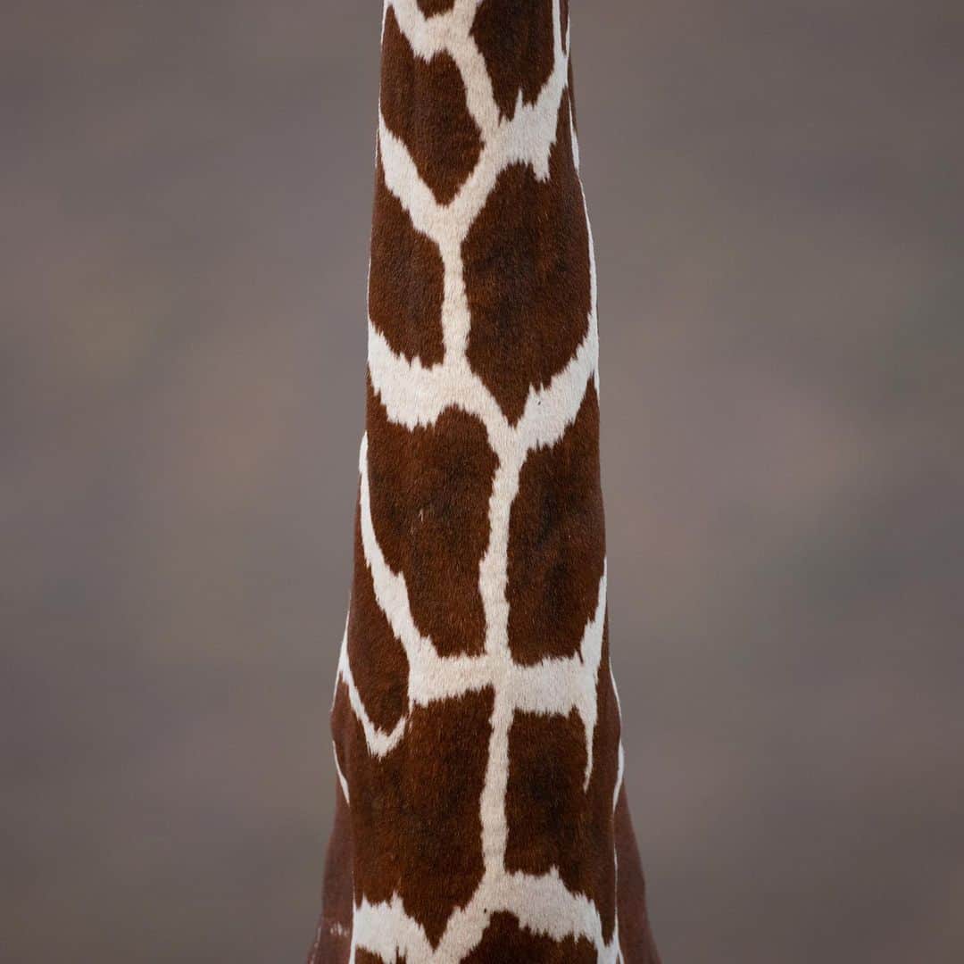 Keith Ladzinskiのインスタグラム：「The iconic neck of the Reticulated Giraffe, an endangered subspecies native to the Horn of Africa. Over the last 3 decades #giraffe populations have decreased by over 30%, mostly due to habitat loss. Today, an estimated 8,500 #ReticulatedGiraffe’s remain in the wild today.」
