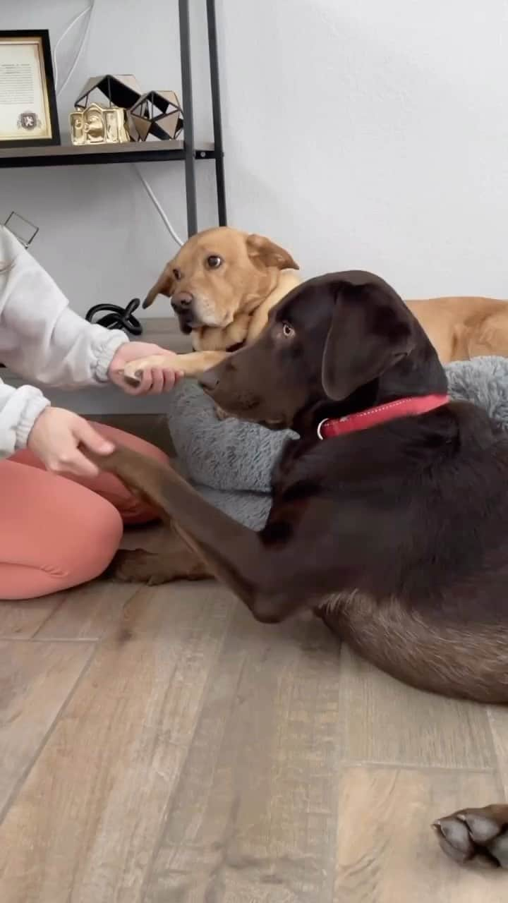 World of Labradors!のインスタグラム：「“Kiss Your Dog On The Head & Record Their Reaction.” (Jealous dogs edition 😂) - @lifewiththelabs」