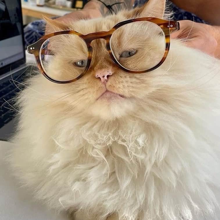 Warby Parkerのインスタグラム：「We interrupt our regularly scheduled programming for an important message from our partner, Warby B̶a̶r̶k̶e̶r̶ Purrker 📺🐱😉 @pierrethepersianprince」