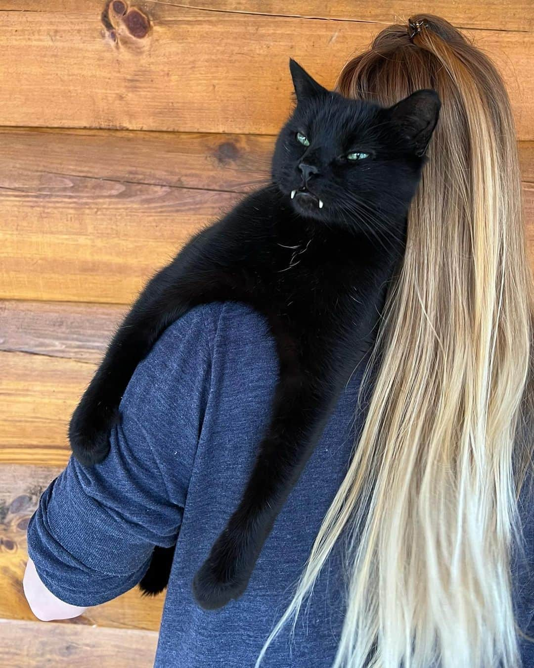 セルジオさんのインスタグラム写真 - (セルジオInstagram)「Monkey is a sucker for shoulder rides 🐒 . . #monkeybusiness #catmomlife #myfurbaby #mykidshavefur #mykidshavepaws #monk #vampirecat #blackcatsofinstagram #igcats #igkitty #catsofinsta #catsofig #teefies #catpics」4月17日 1時15分 - monkandbean