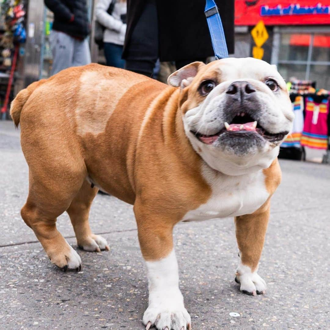 The Dogistさんのインスタグラム写真 - (The DogistInstagram)「Patata, English Bulldog (6 y/o), 14th & University Pl., New York, NY • “Patata is Italian for potato. She’s smart, curious, and very respectful, but has her own opinions.”」4月17日 1時41分 - thedogist