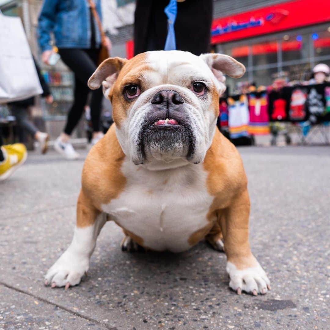 The Dogistさんのインスタグラム写真 - (The DogistInstagram)「Patata, English Bulldog (6 y/o), 14th & University Pl., New York, NY • “Patata is Italian for potato. She’s smart, curious, and very respectful, but has her own opinions.”」4月17日 1時41分 - thedogist