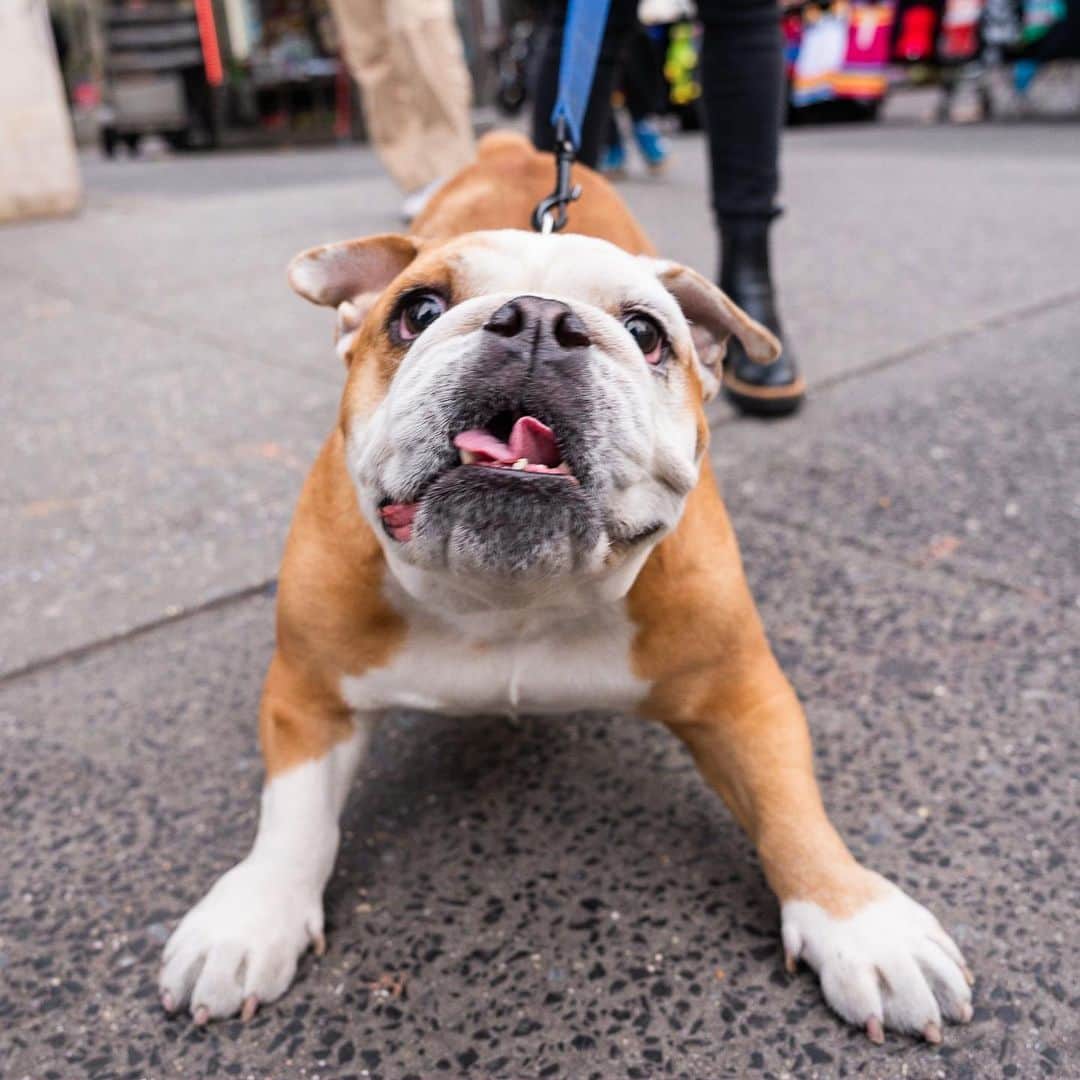 The Dogistさんのインスタグラム写真 - (The DogistInstagram)「Patata, English Bulldog (6 y/o), 14th & University Pl., New York, NY • “Patata is Italian for potato. She’s smart, curious, and very respectful, but has her own opinions.”」4月17日 1時41分 - thedogist