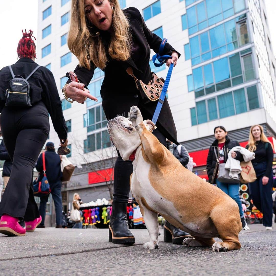 The Dogistさんのインスタグラム写真 - (The DogistInstagram)「Patata, English Bulldog (6 y/o), 14th & University Pl., New York, NY • “Patata is Italian for potato. She’s smart, curious, and very respectful, but has her own opinions.”」4月17日 1時41分 - thedogist