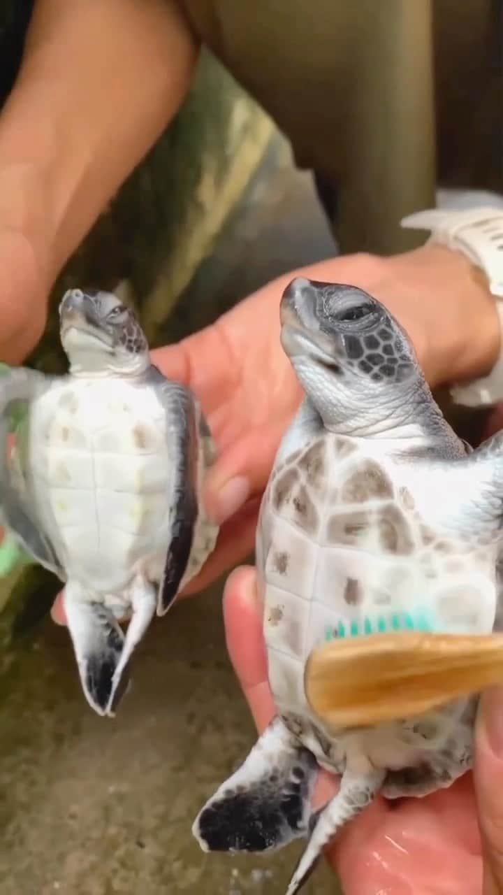 Baby Animalsのインスタグラム：「Spa day for these cute little turtles! 🐢☺️  📸: @ogasawara_marine_centre   #spaday #spalife #turtles #turtle #turtleturtle #turtlelove #turtlelife #turtlelovers #cuteturtles #babyturtle #babyturtles #cuties」