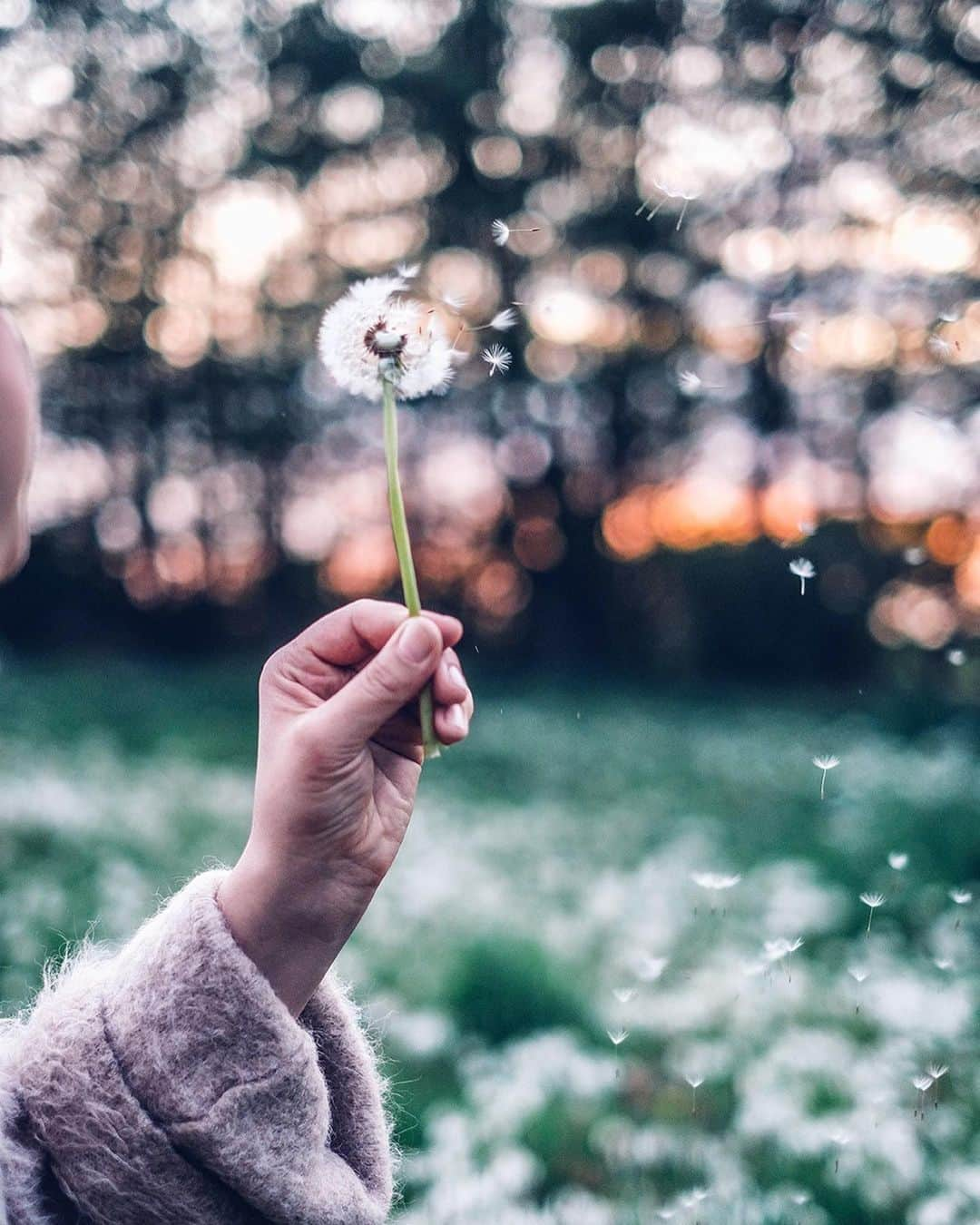 Our Food Storiesさんのインスタグラム写真 - (Our Food StoriesInstagram)「More dandelion magic from last year 🌿💫 We can‘t wait for these beauties to bloom again and hope to discover a field full of wishes this spring too☺️ Hope you had a lovely weekend guys! #ourfoodstories_countryside  ____ #dandelions #dandelion #pusteblume #pusteblumen #springflowers #countrysidelife #countrysideliving #countrysidewalks #dreamyaesthetic #chasinglight #frühlingsblumen #momentslikethese」4月17日 2時14分 - _foodstories_