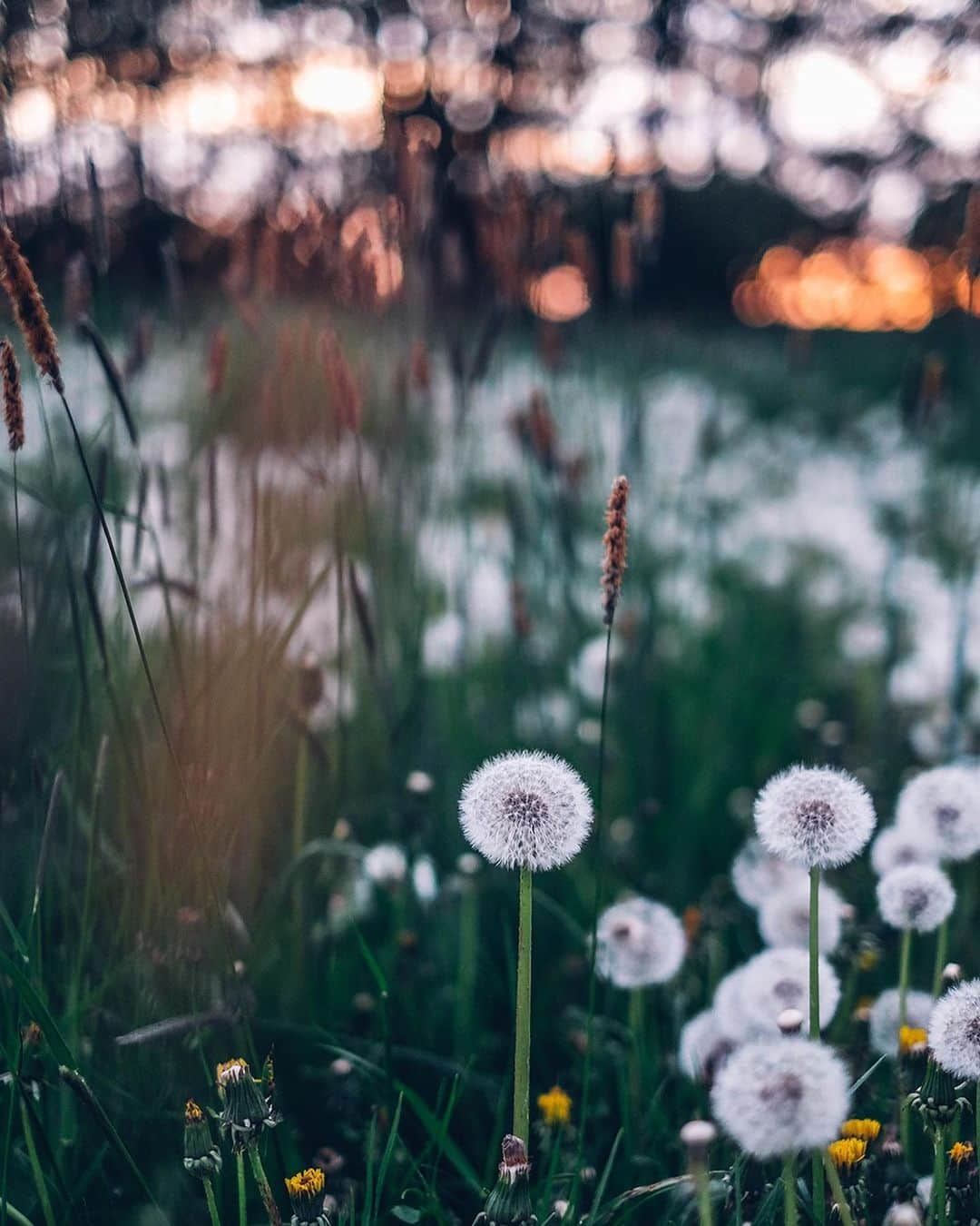Our Food Storiesのインスタグラム：「More dandelion magic from last year 🌿💫 We can‘t wait for these beauties to bloom again and hope to discover a field full of wishes this spring too☺️ Hope you had a lovely weekend guys! #ourfoodstories_countryside  ____ #dandelions #dandelion #pusteblume #pusteblumen #springflowers #countrysidelife #countrysideliving #countrysidewalks #dreamyaesthetic #chasinglight #frühlingsblumen #momentslikethese」