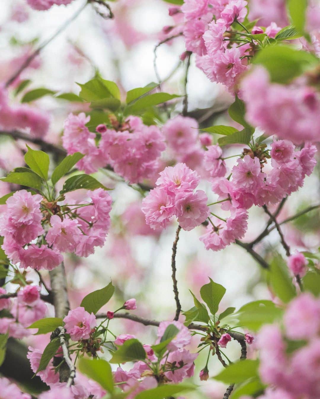 ブルックスブラザーズのインスタグラム：「Pretty in Pink 🌸 // We headed over to Central Park this weekend and captured this 📸 of spring in full bloom! If you happen to be in the city right now, it is well worth your while to check out the cherry blossoms and picnic in the park!」
