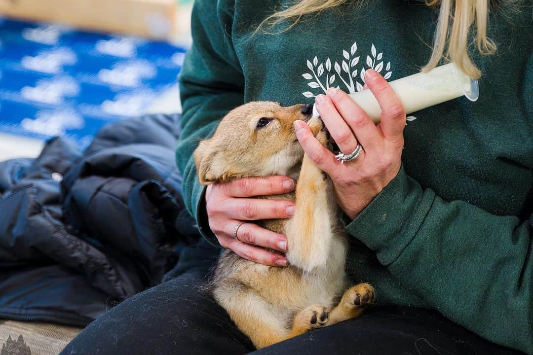 Rylaiのインスタグラム：「@jabcecc is growing their family!   The center had the amazing opportunity to take in 3 Black Backed Jackals (Canis mesomelas). @saveafox_rescue had come across the opportunity to rescue some black backed jackals with these tiny little additions. Getting touch with @jabcecc they were able to arrange for the center to help with providing a forever home to three of these beautiful jackal babies! I am so excited to get to be a part of watching these new ambassadors grow and help in educating humans on why every individual Canid deserves to live alongside us with respect!   #canon #canonphotography #canonphotographers #conservationphotography #naturephotography #outdoorphotography #wildlife #animals #animalphotography #dogs #canids #conservation #natgeo #natgeoyourshot #natgeowild #natgeowildlife #teamcanon #shotoncanon #sigmaphoto #sigma2470art #jackal #rescue #wildliferescue #wildlifeeducation #education #instagram #instagood #instahappy #happy #photooftheday」