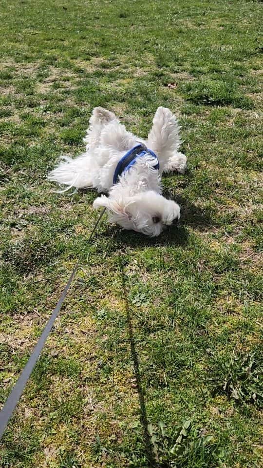 Toby LittleDudeのインスタグラム：「Always be yourself 🙌  #theothemaltese #maltese #puppy #dogsofinstagram #cutedog #malteseofinstagram #dogsofcanada #dogs」