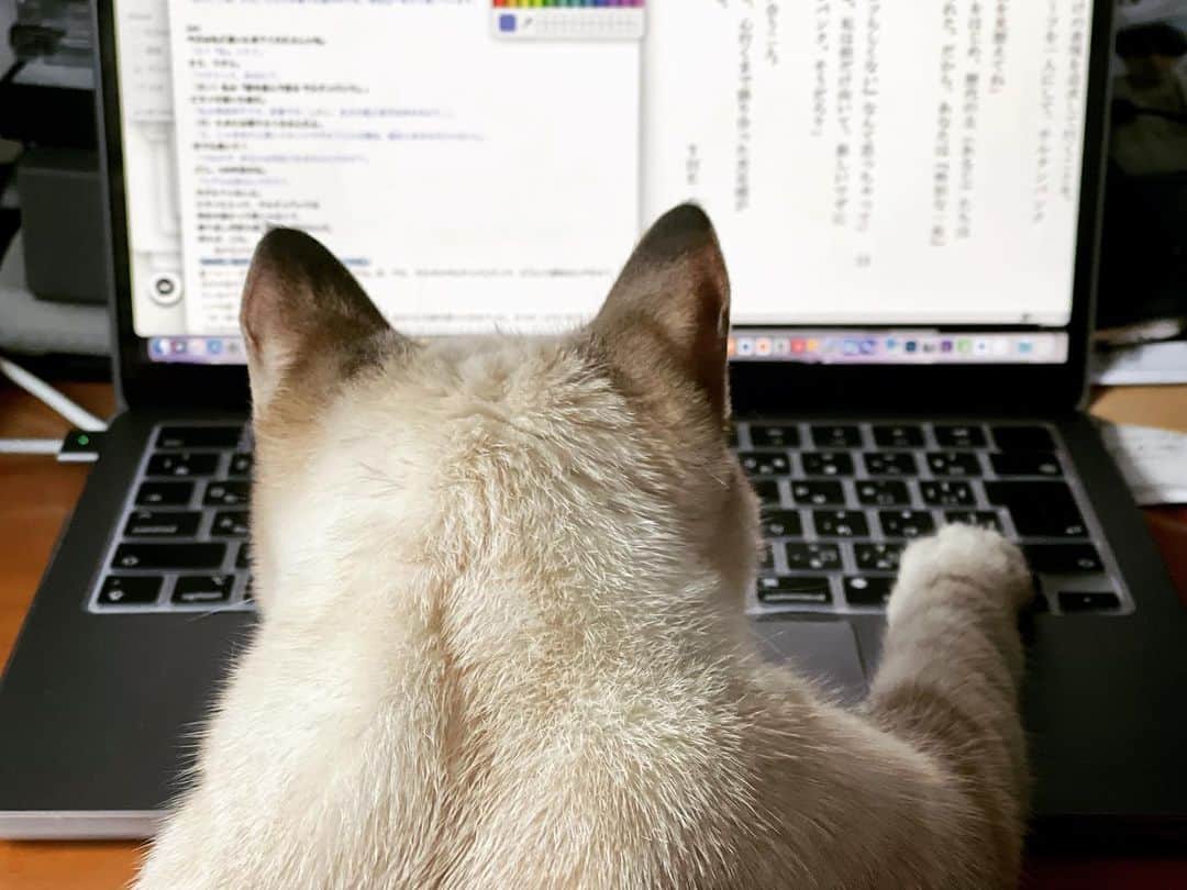 田中要次のインスタグラム：「我が家はキャットGPT？ #猫Guri #Bo_nyans #猫のいる暮らし #Chatgpt #Catgpt」