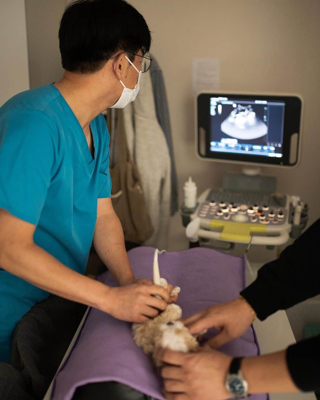 のインスタグラム：「Puppies at ROLLY and KPUPS go through thorough initial check-ups before they are posted on our website. 🏥💕」