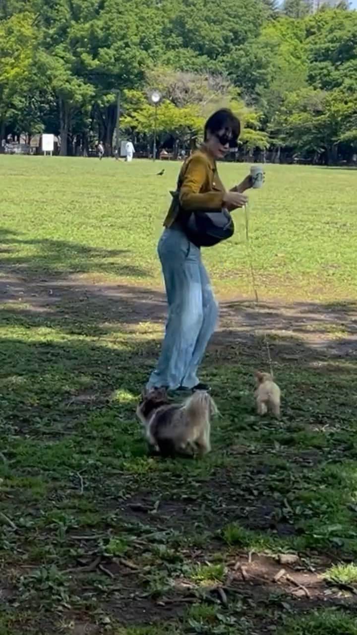 ダンシーシャノン美沙のインスタグラム：「It was her first day at park 😌🐝🌈✨I thought I’m teaching how to walk …😂 Mama is learning tooooo  どうやって歩くのか教えてたつもりだけどなんか違う🤣  #puppy #子犬 #チワプー」