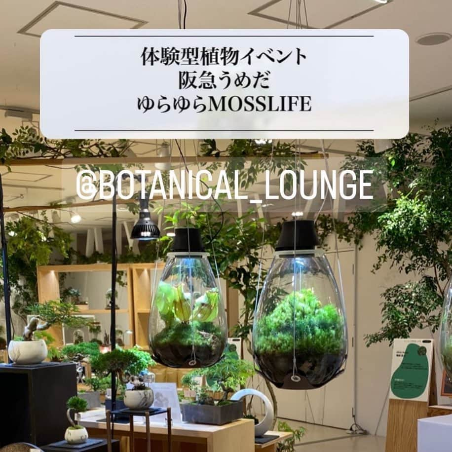 Mosslight-LEDさんのインスタグラム写真 - (Mosslight-LEDInstagram)「阪急うめだ本店にて日本最大級の苔イベントを開催致します。  会心の出来、不朽の名作、世界唯一、いろいろな言葉で賞賛される作品が世界に存在します。  その作品は限って工業製品ではなく、一つ一つ人の手で作り出されるものです。その中でも様々な偶然が重なって作家本人もなぜその時出来たのかわからない、もう一度は作れない、その様な作品が出来る時があります。  今、大阪　阪急うめだ本店にその名作と表現して偽りではない作品が各地から集結します。  その会場はこの世界に関わる私達ですら初めて見た光景、この様な機会はそうそう無いと断言出来ます。  現在注目される苔テラリウムやボトルアクアリウムや盆栽の世界で、日本を代表するレベルの作家が一堂に会する機会、この様な機会はもう一度は出来ないのかもしれない。  奇跡的にタイミングによって開催出来るイベントが始まります。是非この機会に。  苔テラリウム、盆栽、ボトルアクアリウムに及ぶ全9組の出展者が集う国内最大級の苔イベントです。  ■期間 5月10日(水)～16日(火) 最終日は16時閉場  ■場所 阪急うめだ本店10Fうめだスーク中央街区パーク 営業時間／10:00～20:00  ■内容 ・テラリウム・盆栽作品の販売 ・関連資材販売 ・テラリウム、ボトルアクアリウム、盆栽作成ワークショップ ・SONOアクアプランツファーム@sono_aqua_pfm 代表の園原氏による講演会  ■出展者 @mosslight1955  @sono_aqua_pfm  @moss_connectgram  @toyohidetanigawa  @shidadesign_sanda  @boncyubonsai  @yoake_green_shop  @theonlyone_bottleterrarium  @feelthegarden   ■ワークショップ ・毎日開催 下記イベント用アカウントのプロフィール欄リンク先からご予約下さい。 @botanical_lounge   #テラリウム  #苔テラリウム #ワークショップ  #苔 #盆栽 #アクアリウム #ボトルアクアリウム #aquarium  #terrariums  #terrarium #moss #梅田 #阪急うめだ本店 @hankyu_event @hankyu_souq」4月17日 13時27分 - mosslight1955