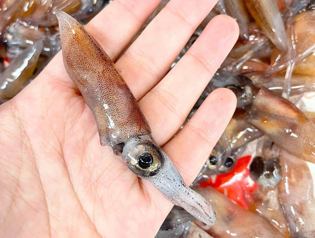 青木栄美子のインスタグラム：「. 今日は朝どれのホタルイカを お刺身にして提供〜🦑✨  新湊産は身も大きく プリプリで新鮮です！  富山の春、旬の食材で お酒も進みそう😊 お食事を楽しんでもらえますように✨  民宿あおまさでは 富山の美味しい旬の食材を ご提供します🍴✨  #ホタルイカ  #ホタルイカレシピ  #ホタルイカの沖漬け  #ホタルイカのお刺身  #氷見 #氷見グルメ  #富山 #富山グルメ  #富山旅行 #富山観光」