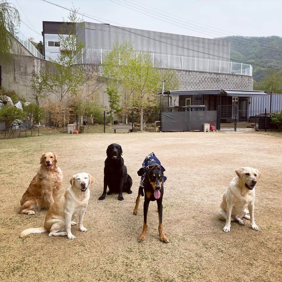 のインスタグラム：「오늘마 최장시간 서있네😍👏👏👏 벨과 친구들 💙💚💛🐶🐶🐶🐶🐶」