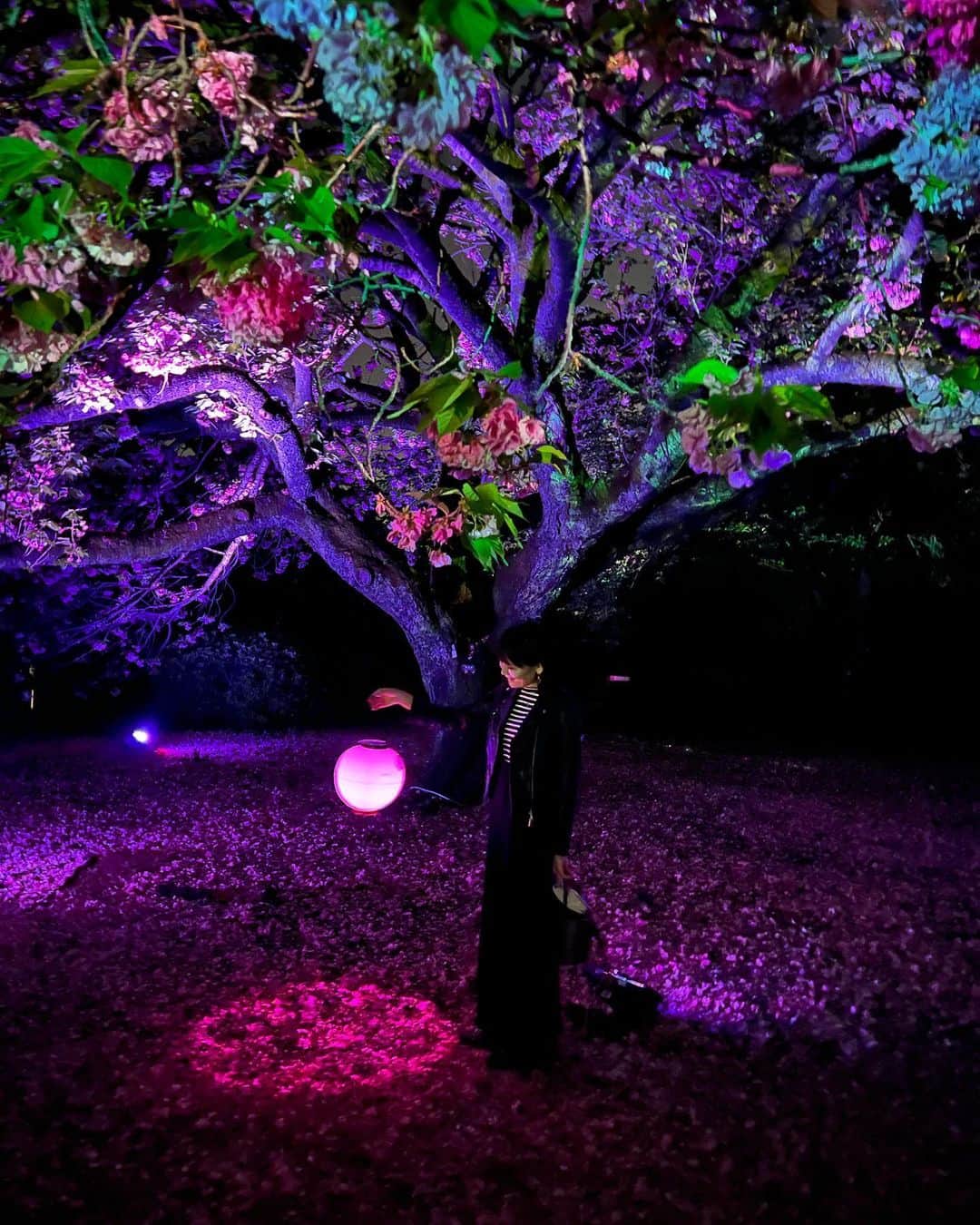 羽田沙織さんのインスタグラム写真 - (羽田沙織Instagram)「今年の桜を見納めに。 NAKED 桜の新宿御苑2023へ  新しいお花見の形ですね。 満開の関山桜へのプロジェクションマッピングもあり、音楽に香りも。 娘も提灯を持って、楽しんでいました。 来年も行きたいそうです。  いつか私がいなくなったあと、見上げる桜はいつも娘を笑顔にしてくれますように。  #桜 #naked #ネイキッド #デジタルアート #art #artlover #アート好きな人と繋がりたい #新宿御苑 #お花見 #関山 #cherryblossom #japan #tokyo #お花見」4月17日 13時50分 - saorihada