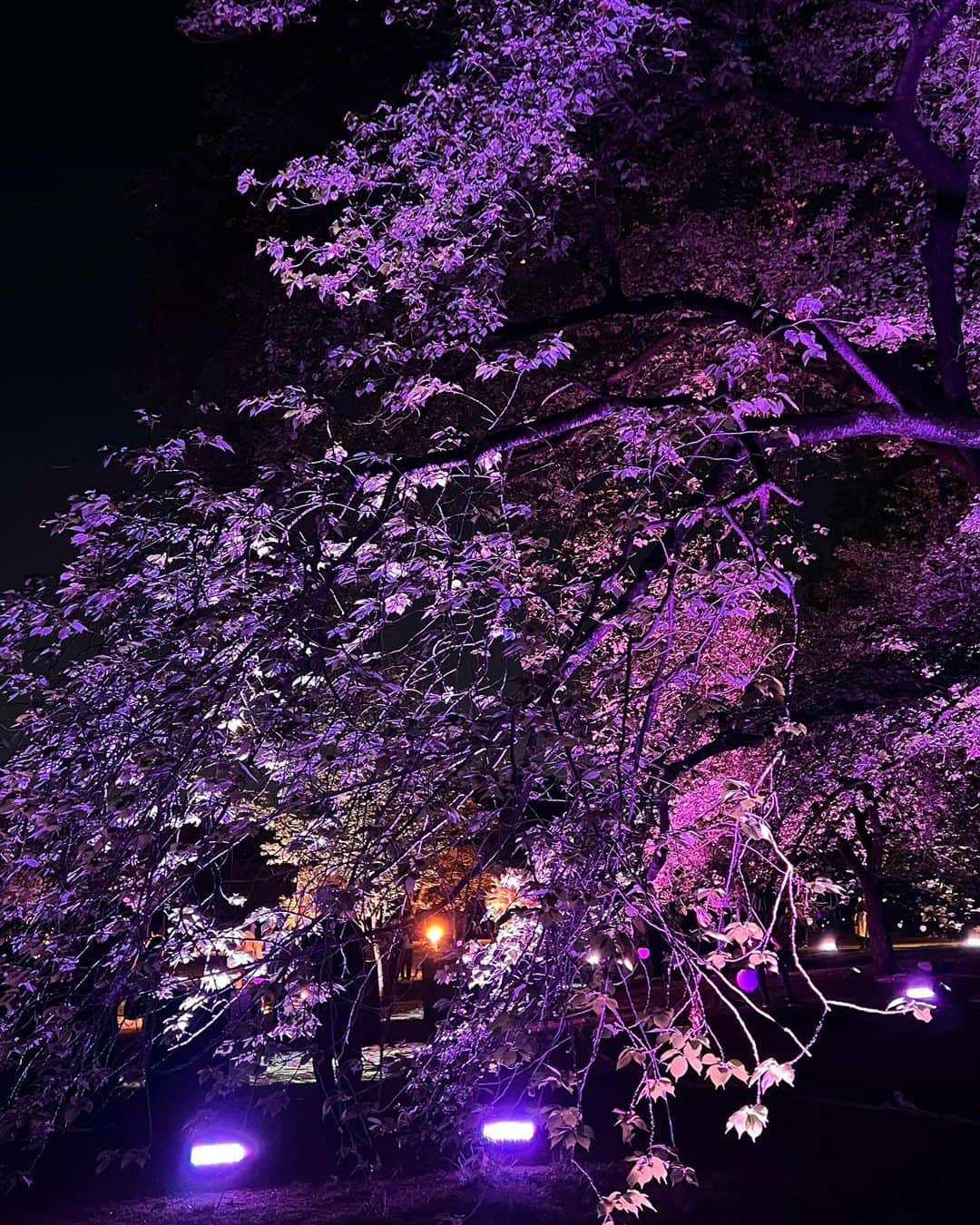羽田沙織さんのインスタグラム写真 - (羽田沙織Instagram)「今年の桜を見納めに。 NAKED 桜の新宿御苑2023へ  新しいお花見の形ですね。 満開の関山桜へのプロジェクションマッピングもあり、音楽に香りも。 娘も提灯を持って、楽しんでいました。 来年も行きたいそうです。  いつか私がいなくなったあと、見上げる桜はいつも娘を笑顔にしてくれますように。  #桜 #naked #ネイキッド #デジタルアート #art #artlover #アート好きな人と繋がりたい #新宿御苑 #お花見 #関山 #cherryblossom #japan #tokyo #お花見」4月17日 13時50分 - saorihada