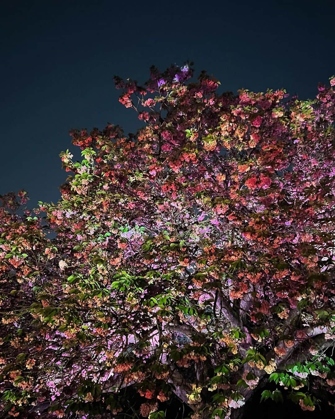 羽田沙織さんのインスタグラム写真 - (羽田沙織Instagram)「今年の桜を見納めに。 NAKED 桜の新宿御苑2023へ  新しいお花見の形ですね。 満開の関山桜へのプロジェクションマッピングもあり、音楽に香りも。 娘も提灯を持って、楽しんでいました。 来年も行きたいそうです。  いつか私がいなくなったあと、見上げる桜はいつも娘を笑顔にしてくれますように。  #桜 #naked #ネイキッド #デジタルアート #art #artlover #アート好きな人と繋がりたい #新宿御苑 #お花見 #関山 #cherryblossom #japan #tokyo #お花見」4月17日 13時50分 - saorihada
