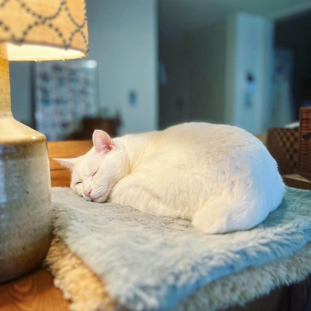 omomuroniのインスタグラム：「Monday morning   am 4:00   夜が明ける寸前、 暗い部屋が少しずつ青白くなってくる あの空気と静けさが1番好きな時間。 まだラジオもつけない。  普段はそこから就寝なんだけど… (おい!) 最近寝落ちが早くて奇跡の4時起きが続いてる。 所謂ひとつの #老いるショック   早朝🍚でお腹いっぱい、ぬこも笑うてます (ちなみに食べるまでは超超超うるさい)  #nuco_ivy #そろそろ春の捨てフェスはじめます」