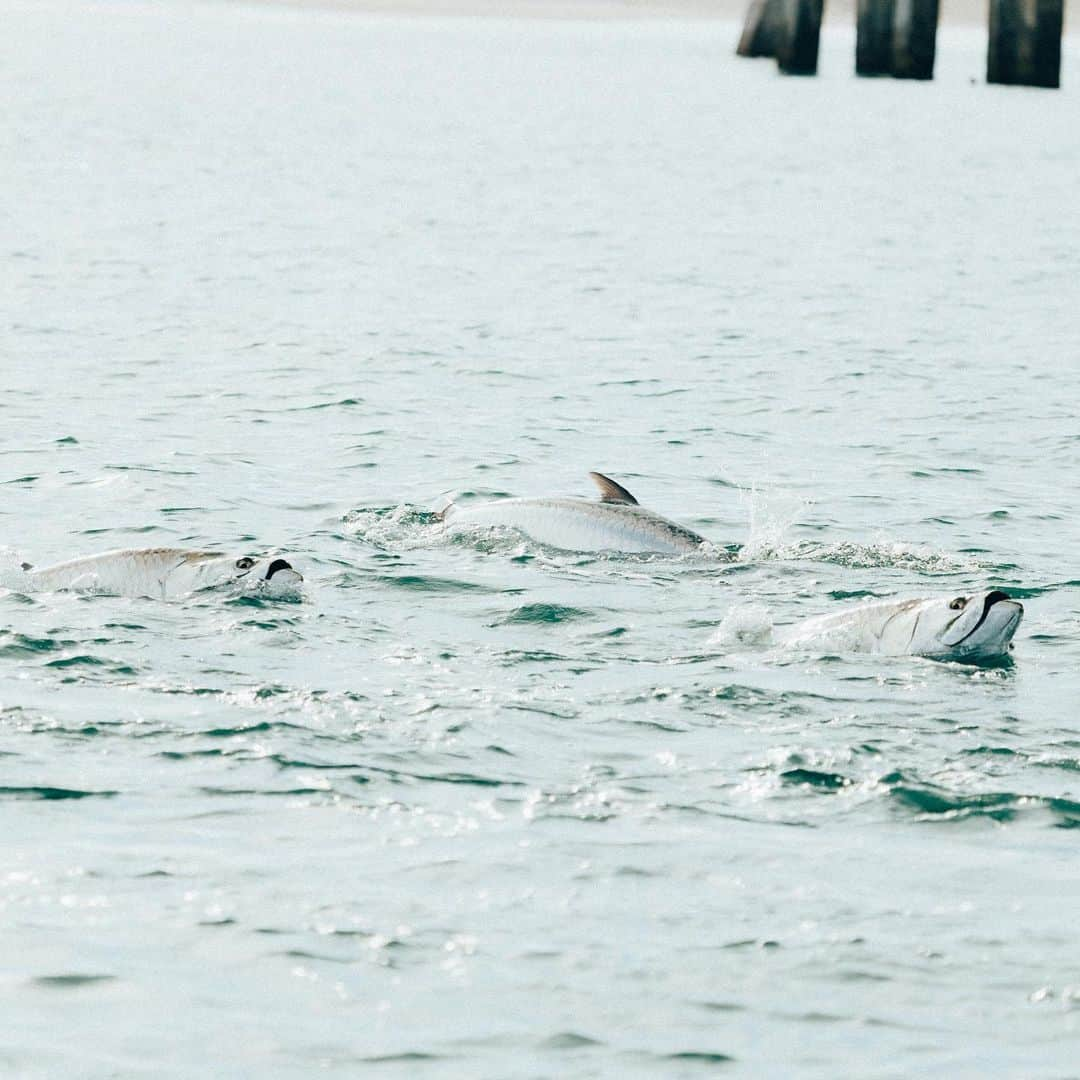 シマノ｜Fishingのインスタグラム：「Pods of silver are rolling north and the migration is in motion.   #FishShimano #ShimanoTwinPower #TwinpowerSW #Tarpon #TarponFishing #TarponSeason #InshoreFishing #ShimanoReels」