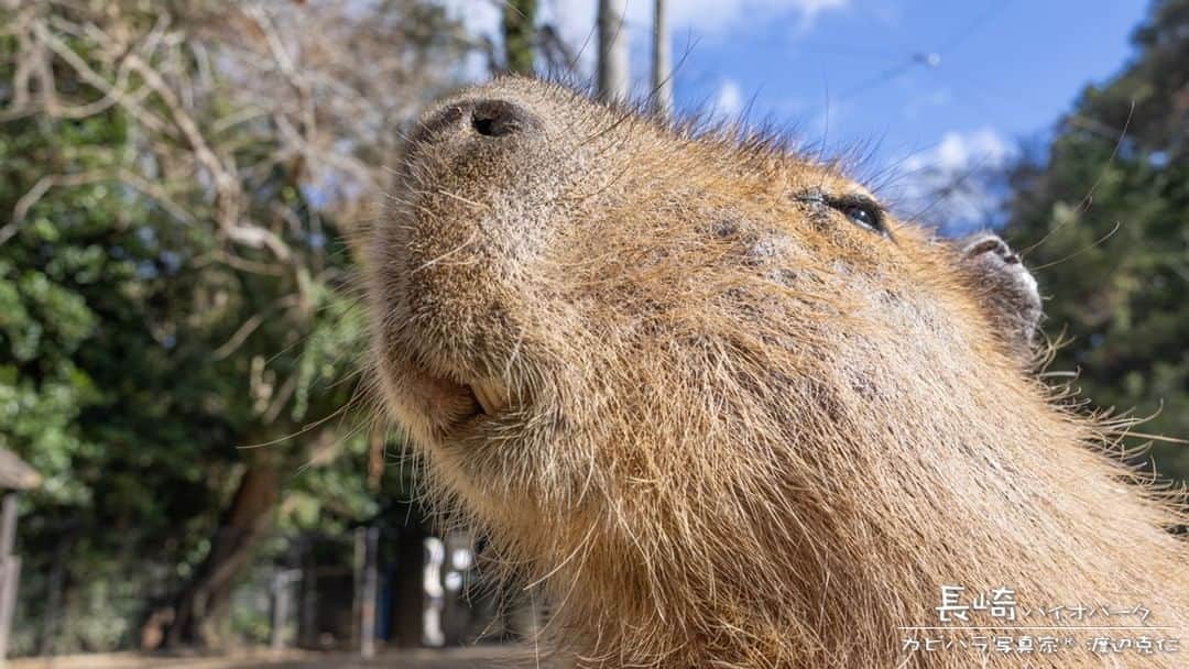 渡辺克仁さんのインスタグラム写真 - (渡辺克仁Instagram)「おはようございます。  #カピバラ #水豚 #capybara #おはよう」4月17日 7時00分 - katsuhito.watanabe