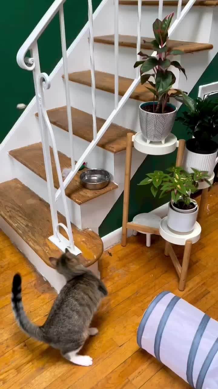 のインスタグラム：「From @ihavecat: "Not only does #GussyGus fetch, he’s now decided the mousie must go inside the the tunnel! 🐁" #catsofinstagram」