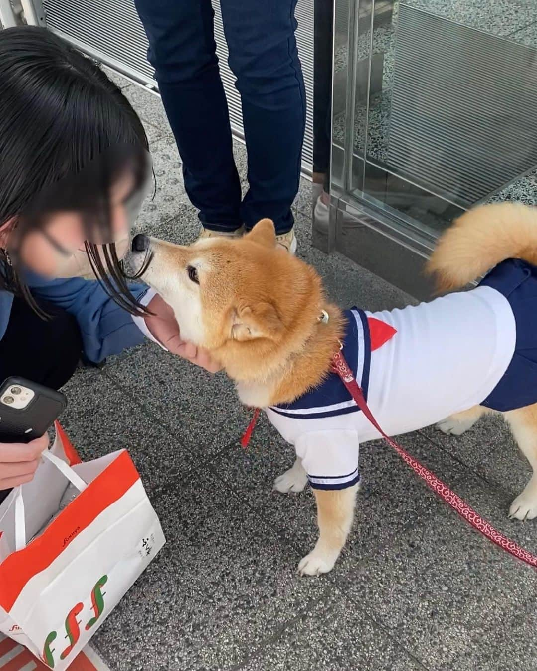 柴犬小雨さんのインスタグラム写真 - (柴犬小雨Instagram)「・ 昨日は福岡のお友達が、こさめに会いに来てくれました♡ ・ ・ 毎日インスタは見てくれてるけど、こさめに会うのは初めて。 でも、尻尾フリフリお出迎えしてたよ🐕💕 車内ではお膝で寝んね。 安心しきってました🤭 ・ さて、先ずは2人を〝砥部焼観光センター炎の里” @tobeyaki_taiken へご案内🚗 砥部焼の絵付け体験が出来ます。 私もパパも子供の頃に絵付けした茶碗や湯呑みが実家にあるよ😂 2人は絵付け体験は初めてだったらしく、とても喜んでくれました✨ ・ この後、ホテルまで送って一旦別れ、夕方待ち合わせする事に。 私達もお家へ帰って一休み🏡 ・ お土産にいただいた明太子に手が伸びそうでしたが、彼女達と夜ご飯の約束してたのでガマンしたよ笑 ・ ・ 次は、道後観光へ。 思いがけない出会いもありました! ・ 次回へ続くよー↪️ ・ ・ ・ #shiba_snap #shibamania #petstagram #dog  #shibadog  #pet #shiba #shibainu #shibaaaaainu #shibastagram #pecoいぬ部 #dogstagram #愛媛旅行 #仔犬#狗 #犬のいる暮らし #犬のいる生活 #こいぬ#松山空港 #豆柴#まめしば#しばいぬ #9gag #しばけん #ペット#小狗#柴犬#犬#柴犬小雨#シバイヌ」4月17日 7時16分 - fuji_jun1205