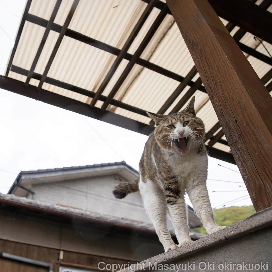 Masayukiさんのインスタグラム写真 - (MasayukiInstagram)「がおー。  #cat #ねこ #猫 #東京カメラ部 #nekoclub #catsofinstagram #cats_of_world #catstagram #ig_Japan  #mmgtw #cat_features #kings_cats #happycatclub #catloversclub #pleasantcats #raw_pets #my_eos_photo  #yourshotphotographer」4月17日 7時29分 - okirakuoki