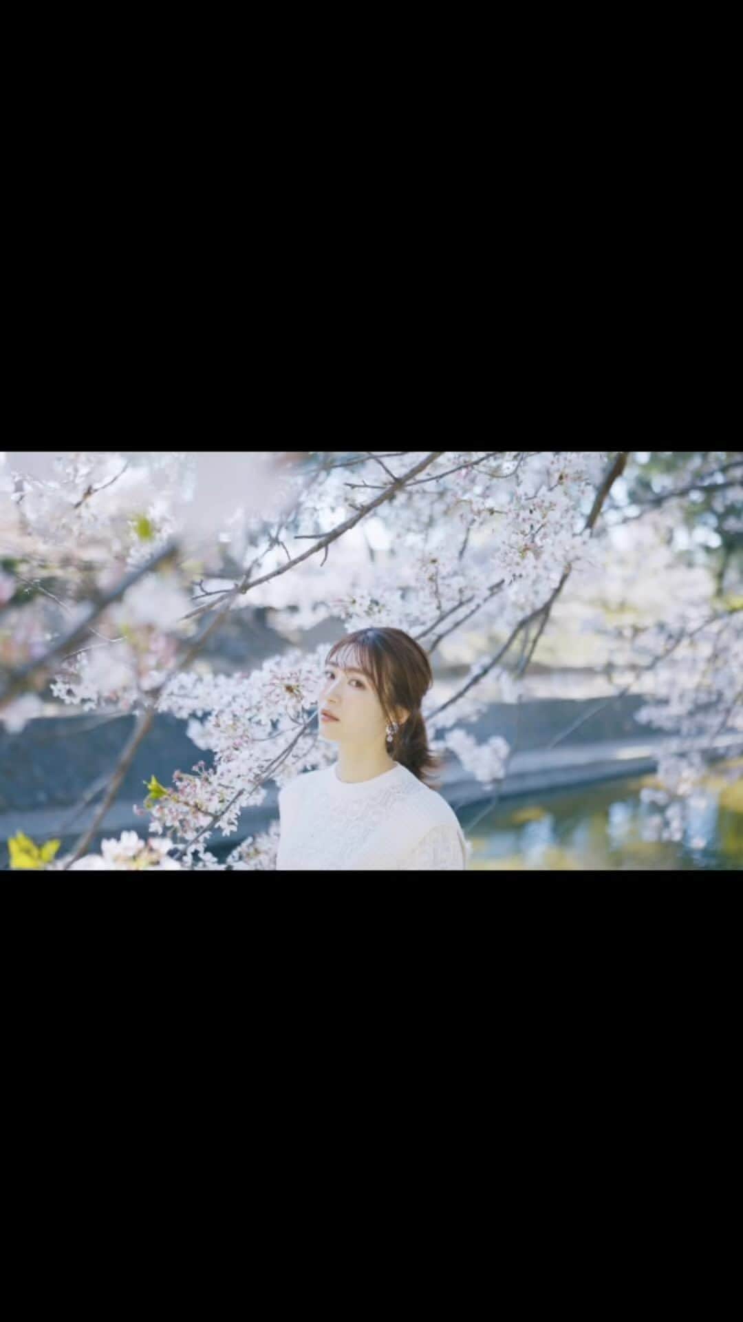 有川さとこのインスタグラム：「.  @shiba_photo   ＊  #桜 #四季 #cherryblossom」
