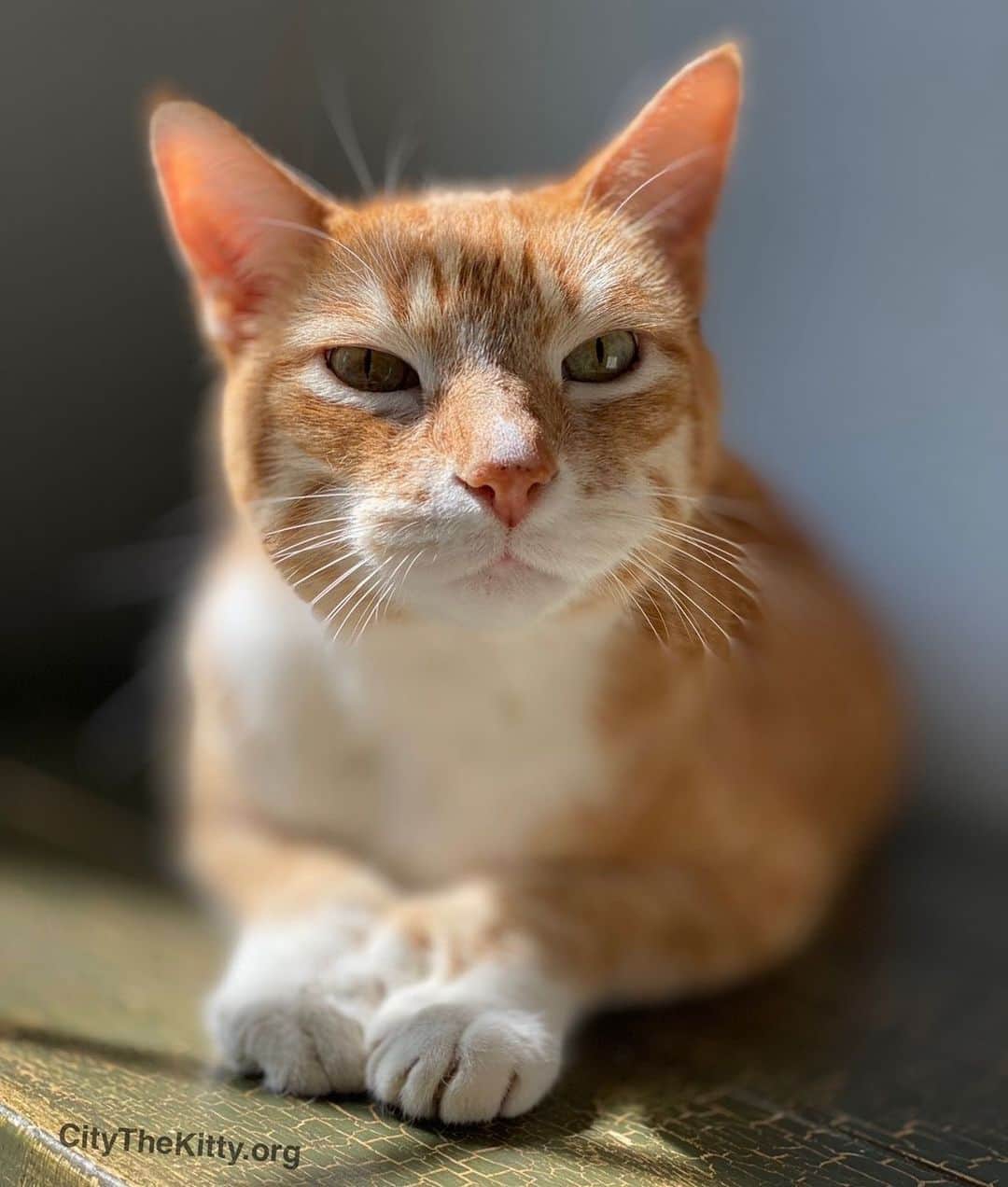 City the Kittyのインスタグラム：「Happy Sunday. 🐾❤️  #sundayfunday #sundaycat」