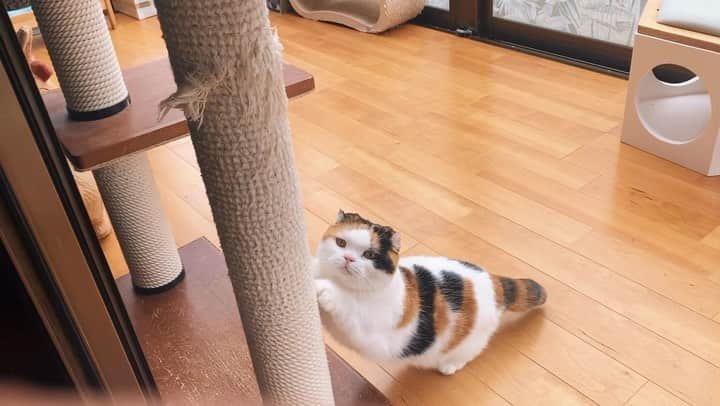 sancheloveのインスタグラム：「おはよう☀  短いお散歩が終わり、ベッドに戻っていきました🐾 #kitty#catstagram#catstagram_japan#petstagram#picneko#instacat#meow#catoftheday#catofworld#ilovemycat#funnycat#猫#ねこ#にゃんこ#みんねこ#にゃんだふるらいふ#ふわもこ部#PECOねこ部#ねこまみれ#ねこ休み展#munchkin#calico#scottishfold#マンチカン#ねこのいる暮らし Urara」
