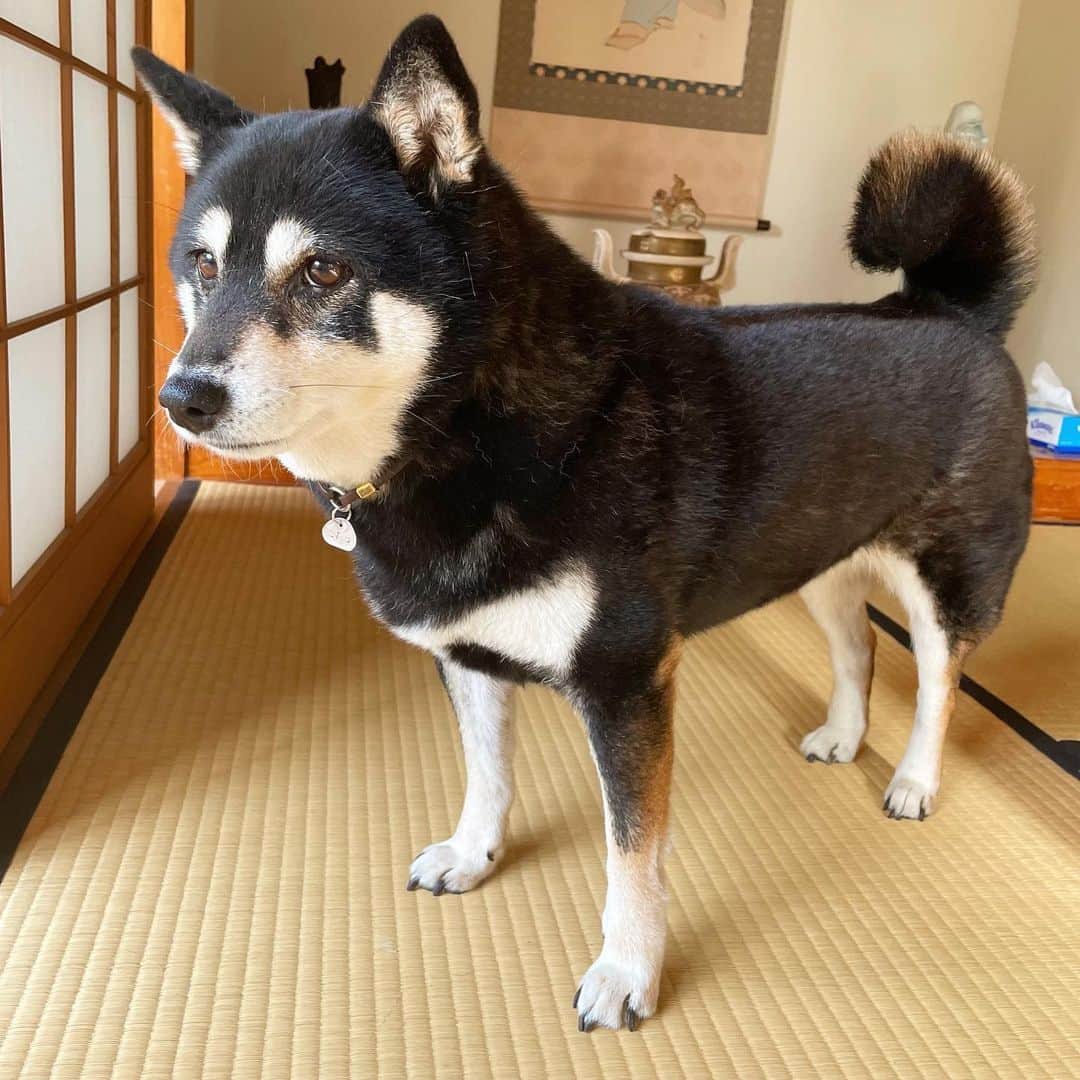 vo_coのインスタグラム：「🐾 約1週間の九州出張を終えて、義実家にこたちゃんをお迎えに行き、自宅に連れ帰りました 出張期間中、ご飯は2日に1食くらいから、最終的には1日1食くらいまでには回復 体調というよりは精神に左右されるワンコ つまりは究極の気分屋 それがうちのこたつちゃん そんなでもずっとかわいいよ！ ＊ #shibastagram #instashiba #shiba #shibainu #黒柴 #柴犬」